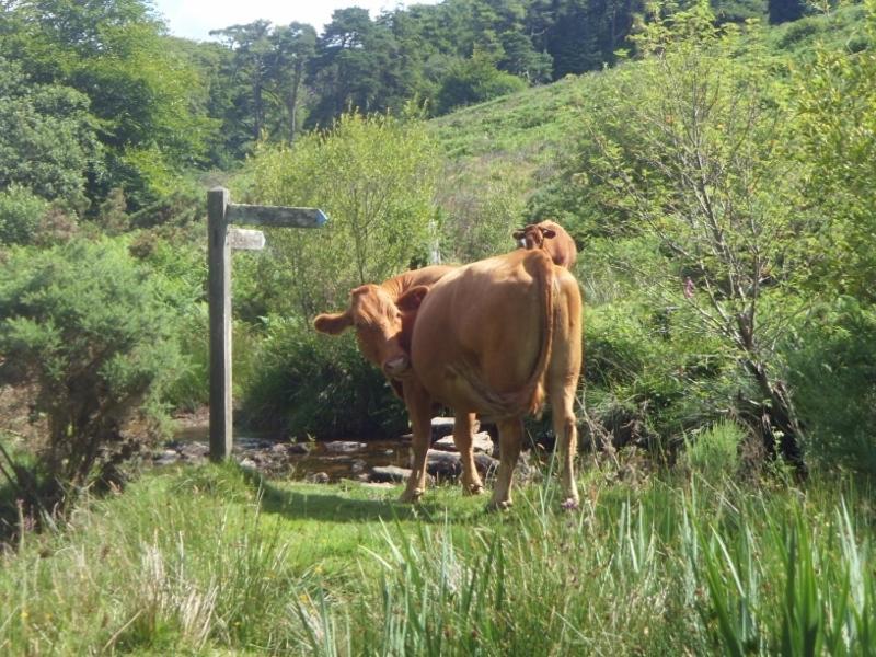 Wydemeet Yelverton Exterior foto